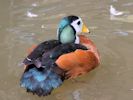 African Pygmy Goose (WWT Slimbridge May 2013) - pic by Nigel Key